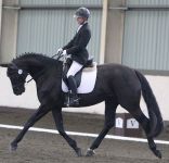 Siena : Sergio Rossi x Dimension x Rivellino 2009 Black filly